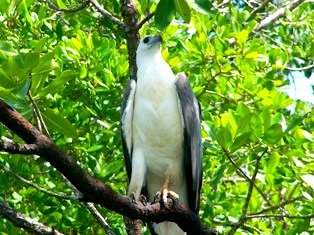 Eagle Feeding VS Eagle Watching
