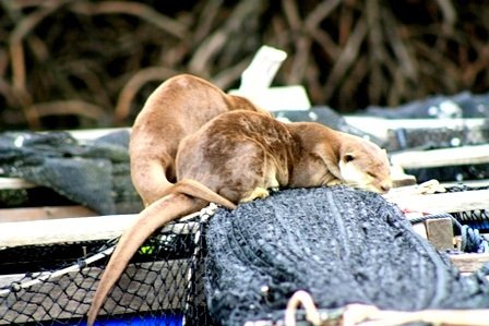 Resident Otter Family