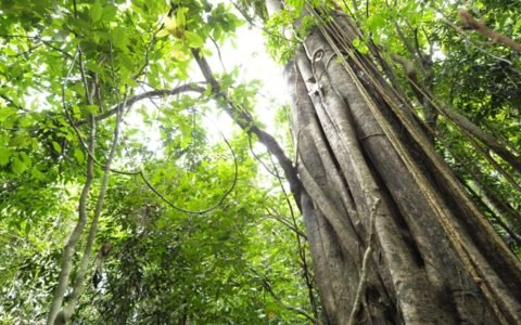 Jungle Trekking Jungle Trekking