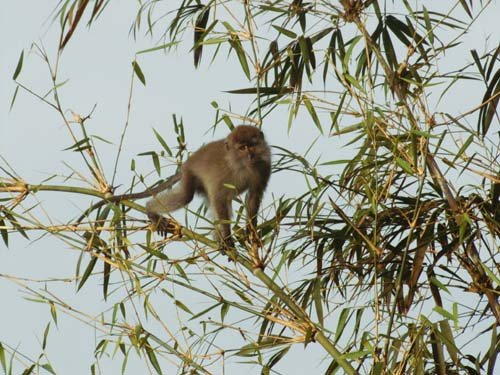 Long-tailed macaque