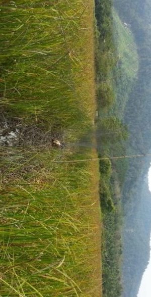 Langkawi; Against Illegal Mist Nets