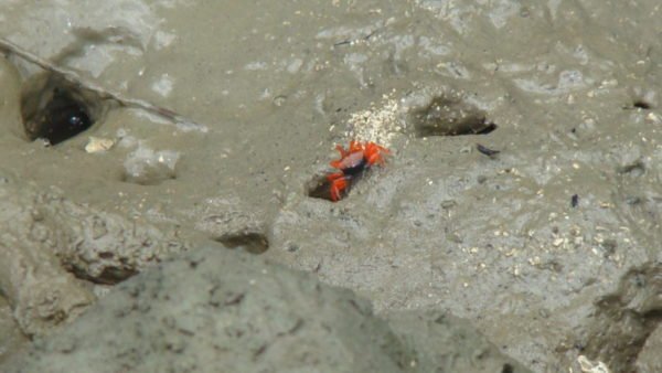 Fiddler crab