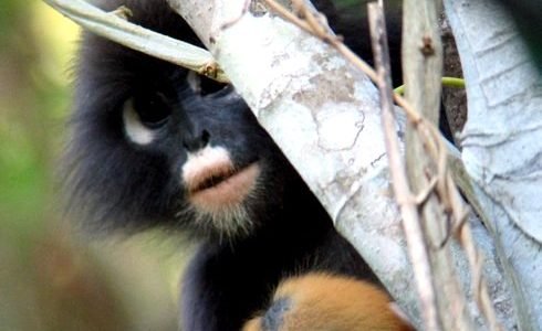 Malaysia Wildlands Project