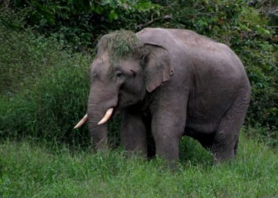 elephant-ulu-muda-malaysia